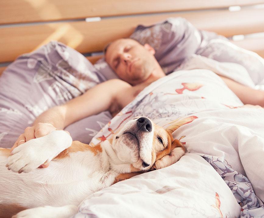 The Pros & Cons of Letting Your Dog Sleep in Bed with You