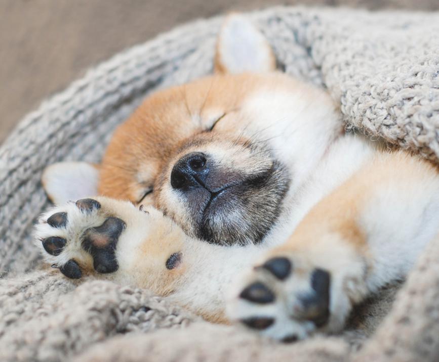 Puppy sleeping in store bed