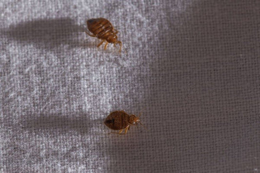 Bed Bug Defense: Our Advice for Bed Bug Prevention - City Mattress