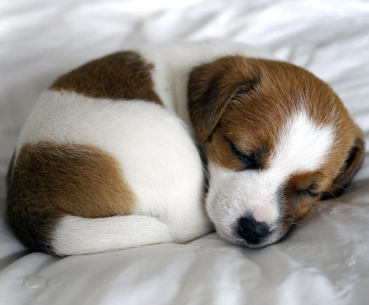 How to Bring Home a New Puppy Without it Wrecking Your Sleep - City Mattress