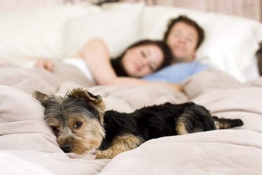 Should You Let Your Dog Sleep in Your Bed? Exploring the Pros and Cons - City Mattress