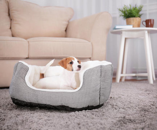 The Top 3 Hypoallergenic Dog Beds to Check Out - City Mattress