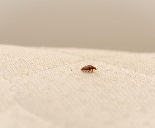 Understanding the Signs of Bed Bugs on a Mattress and What to do Next - City Mattress