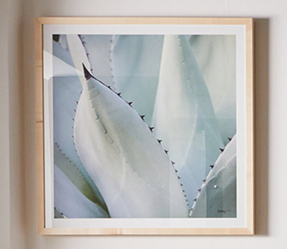 Black Tip Succulent Digital Print by Grand Image