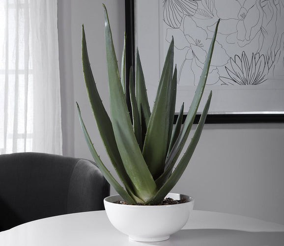 Evarado Aloe Planter by Uttermost