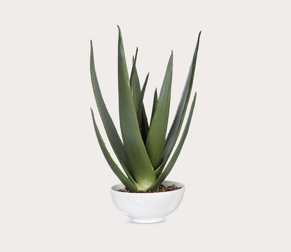 Evarado Aloe Planter by Uttermost